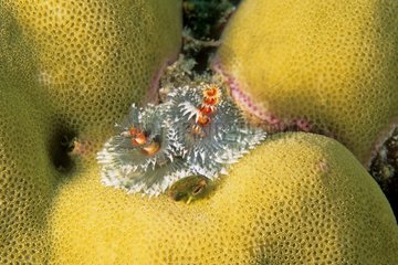 Spirographie an Coral Malaysia klammern