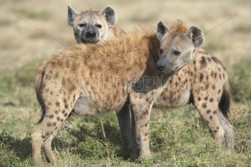 Speckled Hyenas in Masaï Mara reserves Kenya