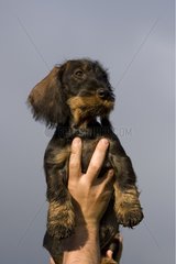 Wire-haired Dachshund puppy worn by his master