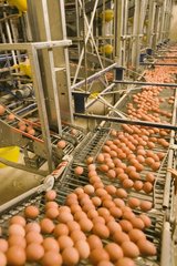 Eier  die von ISA Brown Hens in der industriellen Zucht gelegt wurden
