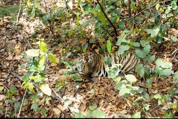 Jeune Tigre du Bengale couché dans les fourrés Kanha Inde