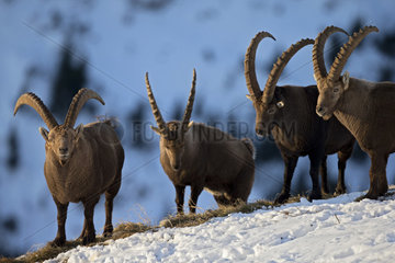 Alpine ibex (Capra ibex) males in rut  Valais Alps  Switzerland.
