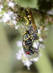 Field digger wasp (Mellinus arvensis) capturing a Greenbottle Firefly (Lucilia ampullacea) Northern Vosges Regional Nature Park  France