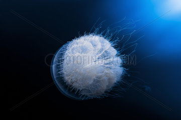 Nomad Jellyfish (Rhopilema nomadica)  Tofo  Mozambique  Indian Ocean