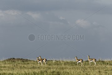 Kenya  Masai-Mara game reserve  Thomson's gazella (Gazella Thomsonii)