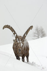 Alpine ibex ( Capra ibex) male in the snow  Alps  Italy