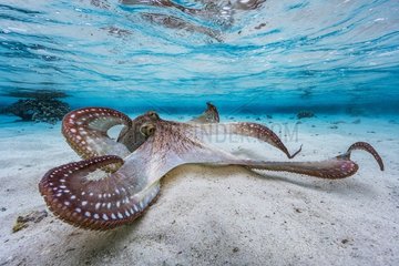 Octopus (Octopus sp) spreading its tentacles in the lagoon  Mayotte  Indian Ocean.