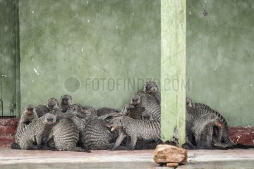 Kenya  Masai-Mara game reserve  banded mongoose (Mungos mungo)  group protecting itself from the heavy rains under the porch of the post office at Keekorok