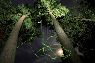Firefly (Lampyris noctiluca) in the night during swarming time in June  on Midsummer night