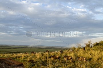 Kenya  Masai-Mara game reserve  wildebeest (Connochaetes taurinus)  herd of migration