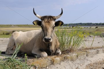 Swamp Cow lying  Caraorman  Danube Delta  Romania