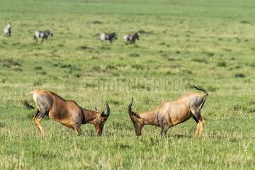 Kenya  Masai-Mara game reserve  topi (Damaliscus lunatus)  males fighting
