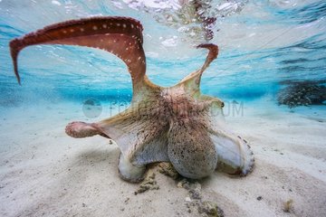 Octopus (Octopus sp) displaying in the lagoon  Mayotte  Indian Ocean.