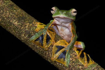 Wallace's flying tree frog (Rhacophorus nigropalmatus) on a branch. Borneo. Malaysia.