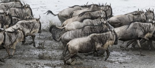 Kenya  Masai-Mara game reserve  topi (Damaliscus korrigum)  wildebeest (Connochaetes taurinus)  Grant' zebra (Equus granti)  migration group crossing the Mara river