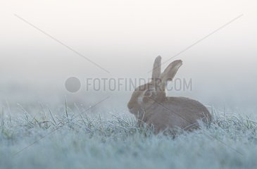 Brown hare (Lepus europaeus) Brown hare boxing in the mist on a frosty meadow  England  Winter