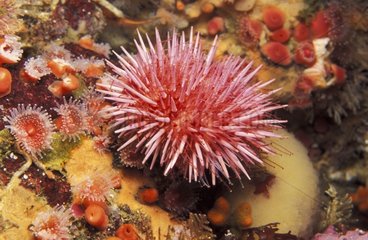 Purple Sea Urchin on the seabed Pacific Ocean California