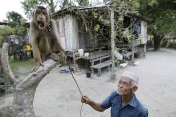 Macaque à queue de cochon et son dresseur Malaisie