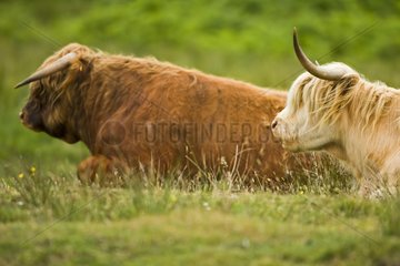 Highland bull and cow lying in a meadow Scotland