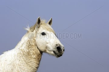 Portrait of a Camarguais horse France