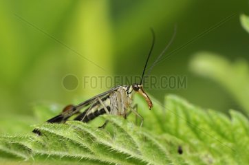 Portrait of a male Common Scorpion Fly on a leaf France