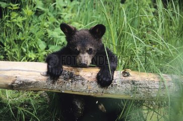 Junger Schwarzbär spielt auf einem Baumstamm Ontario Kanada [at]
