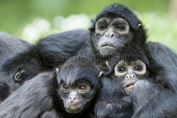Brown-headed spider monkey and young