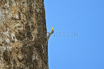 Southern Flying Lizard male - Anaimalai Mountain India