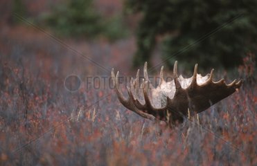 Antler bull Moose at the top of the high grasses Denali