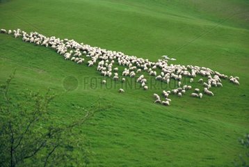 Troupeau de Moutons Val d'Orcia Toscane