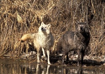 Paare Wölfe  die im Fluss die USA gehen