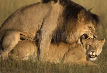 Accouplement de lions Masaï Mara Kenya