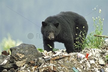 Schwarzbär in Wildentladung Alaska USA