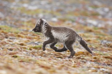 Arctic fox cub running in the tundra Canada