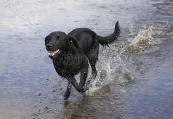 Labrador running through water River Wye Herefordshire UK
