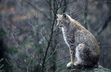 Lynx Boréal assis Allemagne