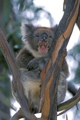 Koala yawning in a tree Southern Coast of Australia
