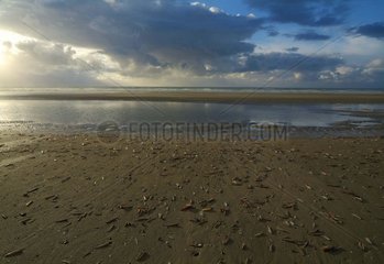 Beach of the Somme strewn with shells at low tide