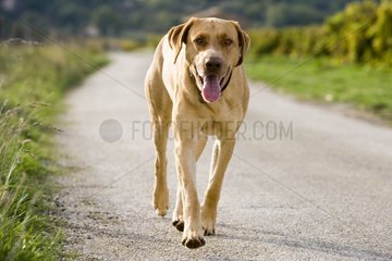 Dog wandering on a country road France
