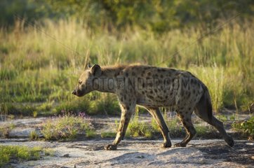 Speckled Hyena walking in savanna Kruger Park