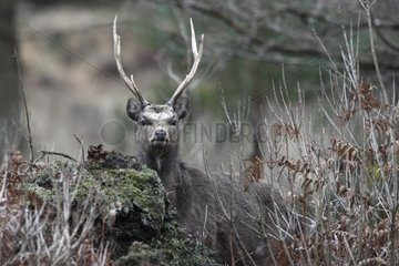 Portrait of Sika deer in winter GB