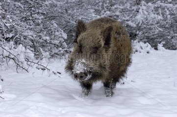 Portrait de Sanglier d'Europe dans la neige France