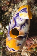 Colorful Tunicate floating near a coral reef Sulawesi