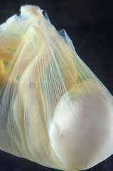 Close-up of a bag contening a fetus a domestic cat Studio