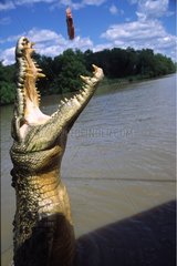 Nourrissage de Crocodile marin Adelaide River Australie