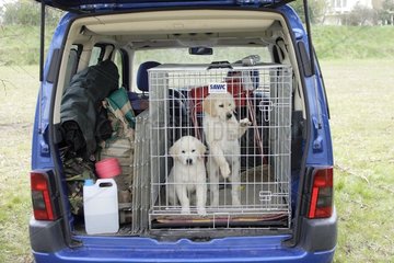 Transport Golden Retriever puppies in a car France