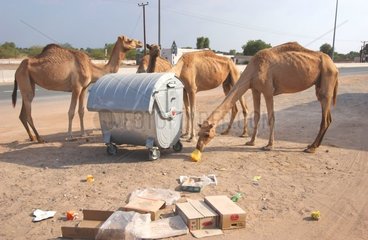 Dromedaries around a dustbin United Arab Emirates
