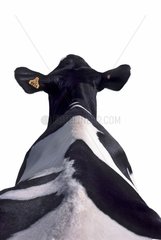 Vache Prim'Holstein de dos sur fond blanc