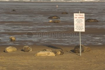 Grey seals in a military area Donna Nook UK