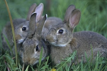 Young European Rabbits in grass Picardie France